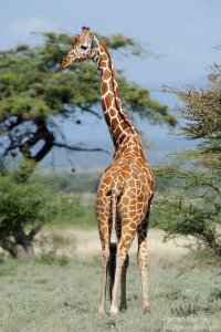 Reticulated Giraffe