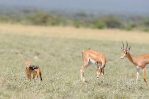 Silver Backed Jackal