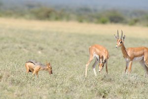 Silver Backed Jackal