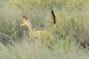 Silver Backed Jackal