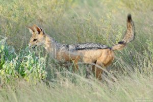 Silver Backed Jackal