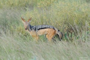 Silver Backed Jackal