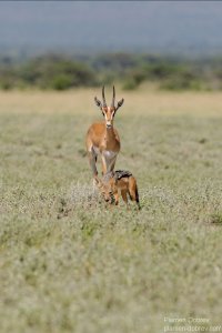 Silver Backed Jackal