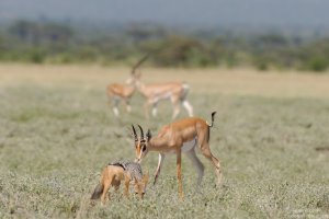 Silver Backed Jackal