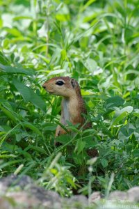 Squirrel