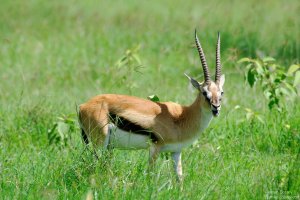 Thomson`s Gazelle