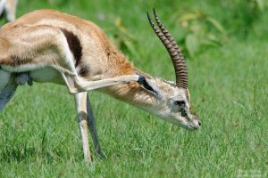 Thomson`s Gazelle