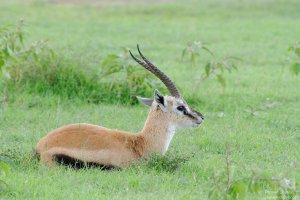 Thomson`s Gazelle