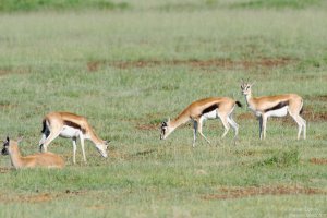 Thomson`s Gazelle