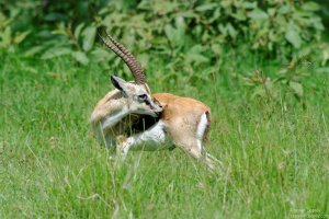 Thomson`s Gazelle
