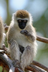 Vervet Monkey