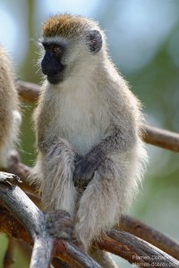 Vervet Monkey