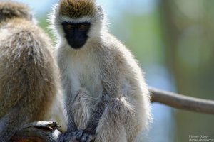 Vervet Monkey