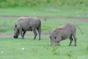Warthog