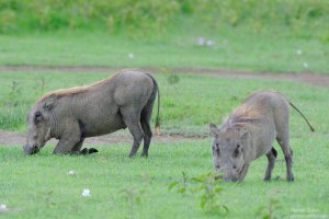 Warthog