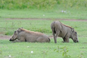 Warthog