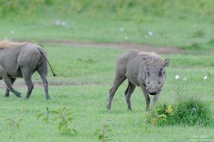 Warthog