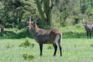 Waterbuck (Deffassa)