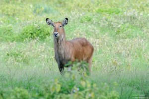 Waterbuck (Deffassa)