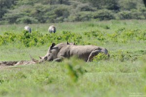 White Rhinoceros