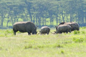 White Rhinoceros