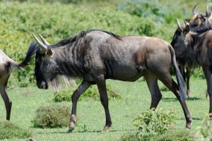 Wildebeest