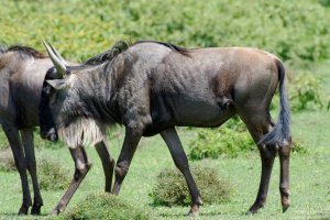 Wildebeest