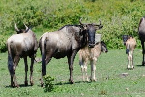 Wildebeest