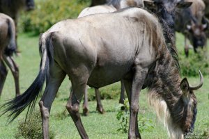 Wildebeest