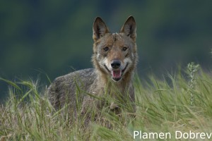 Wolf/Вълк