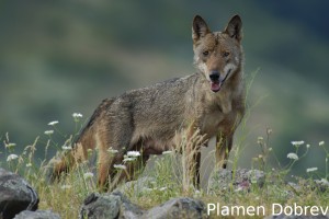 Wolf/Вълк