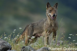 Wolf/Вълк