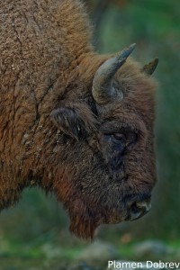 European bison/Зубър
