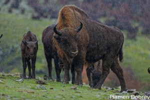 European bison/Зубър