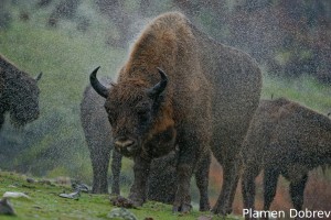 European bison/Зубър