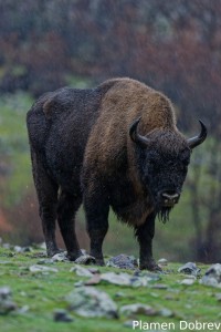 European bison/Зубър