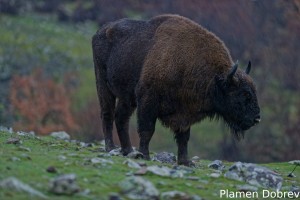 European bison/Зубър