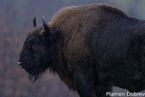 European bison/Зубър