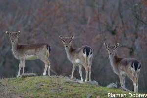 Fallow deer (juv)/Лопатар