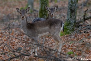 Fallow deer (doe)/Лопатар (кошута)