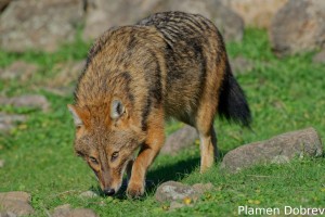Jackal/Чакал