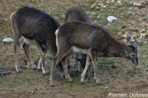 Mouflon/Муфлон