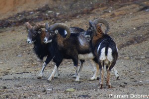 Mouflon/Муфлон