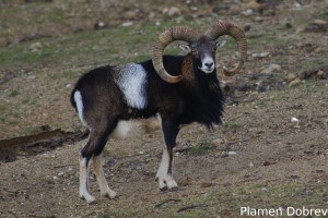 Mouflon/Муфлон