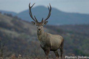 Red deer/Благороден елен