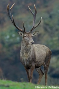 Red deer/Благороден елен