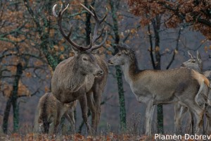 Red deer/Благороден елен