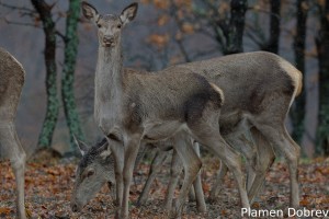 Red deer (doe) /Благороден елен (кошута)