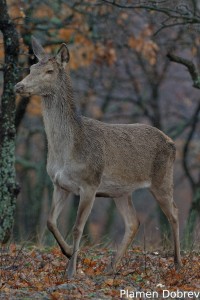 Red deer (doe) /Благороден елен (кошута)