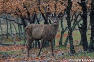Red deer/Благороден елен